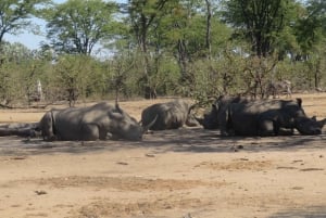 From Livingstone: Chobe National Park Safari & Rhino Walk