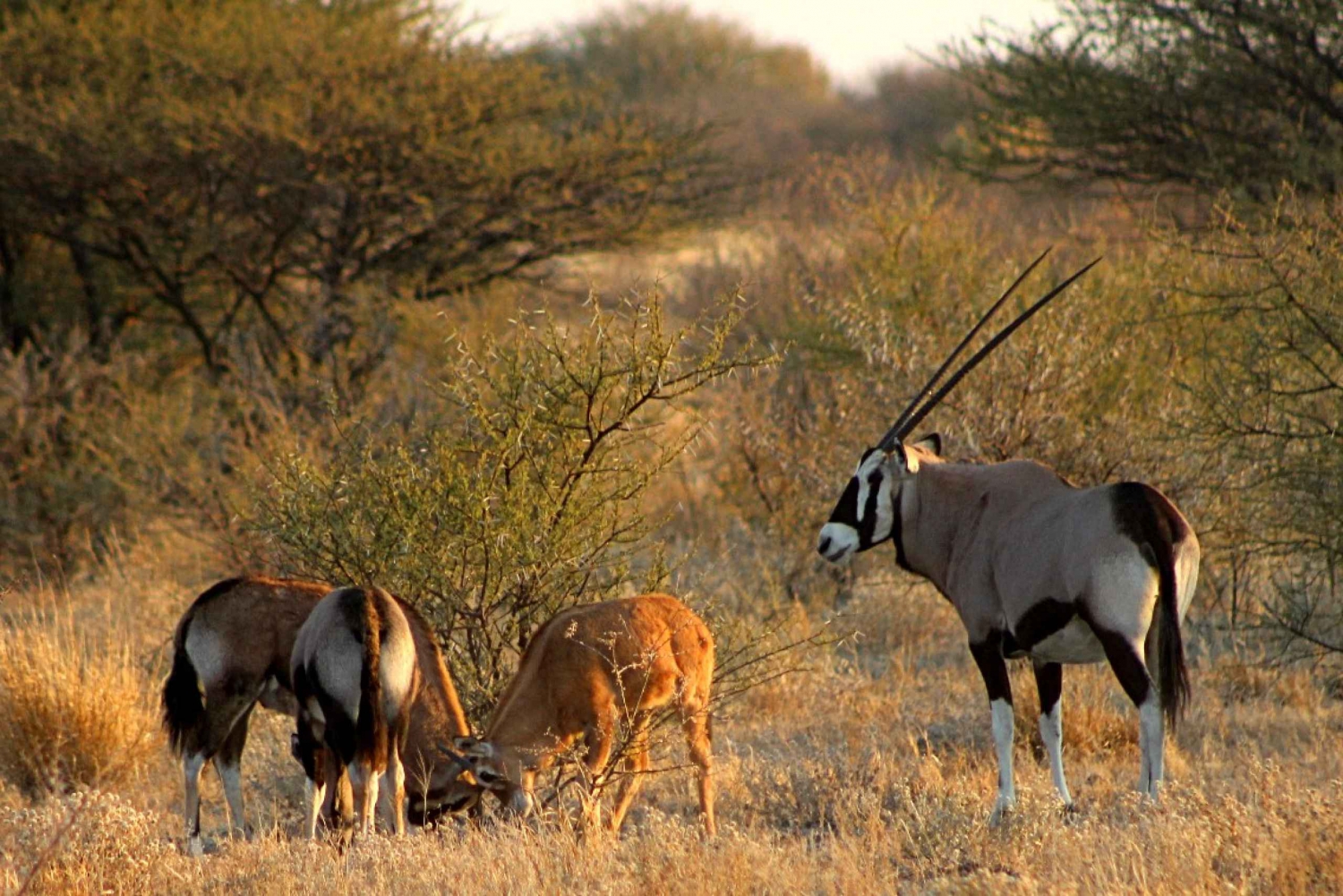 Photograph-the-Central-Kalahari-Game-Reserve