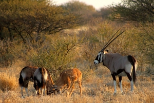From Maun: 3-Day Central Kalahari Game Reserve Safari Tour