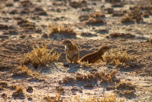 Au départ de Maun : circuit safari de 3 jours dans la réserve animalière du Kalahari central.