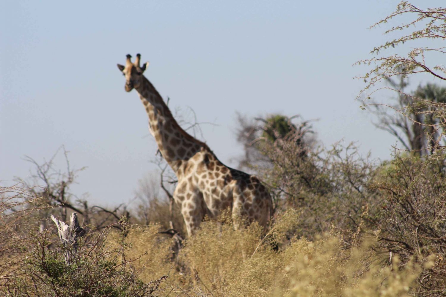 From Maun: 3-Day Moremi Game Reserve Safari Tour