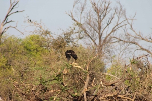 From Maun: 3-Day Moremi Game Reserve Safari Tour