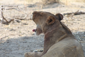 Van Maun: 3-daagse Moremi Game Reserve Safari Tour
