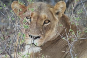 Van Maun: 3-daagse Moremi Game Reserve Safari Tour