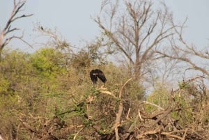 Fra Maun: 3-dagers Moremi Game Reserve Safari Tour