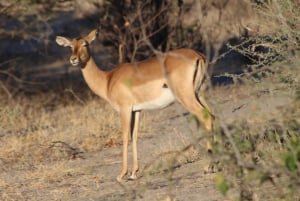 From Maun: Moremi Game Reserve Tour