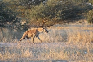 Maunista: Moremin riistansuojelualueen kierros