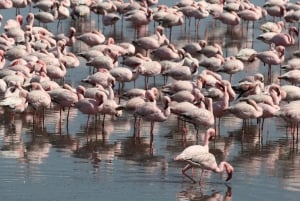 From Namibia to Zimbabwe: 15-Day Guided Lodge Tour