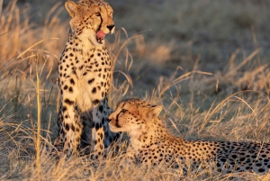 Fra Victoria Falls: Chobe og namibisk ø-tur med frokost