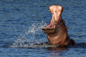 Victoriafälle: Tagestour zum Chobe-Nationalpark mit Mittagessen