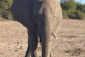 Victoriafälle: Tagestour zum Chobe-Nationalpark mit Mittagessen