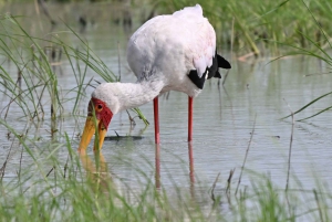 Victoriafälle: Tagestour zum Chobe-Nationalpark mit Mittagessen