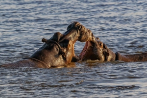 Victoriafälle: Tagestour zum Chobe-Nationalpark mit Mittagessen