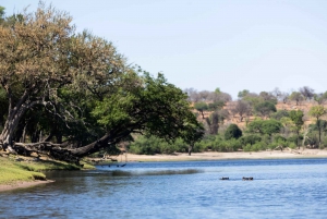 Victoriafälle: Tagestour zum Chobe-Nationalpark mit Mittagessen