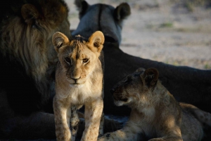 Victoriafälle: Tagestour zum Chobe-Nationalpark mit Mittagessen