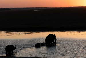 Victoriafälle: Tagestour zum Chobe-Nationalpark mit Mittagessen