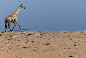 Victoriafälle: Tagestour zum Chobe-Nationalpark mit Mittagessen