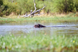 Victoriafälle: Tagestour zum Chobe-Nationalpark mit Mittagessen