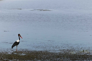 Victoriafälle: Tagestour zum Chobe-Nationalpark mit Mittagessen