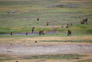 Victoriafälle: Tagestour zum Chobe-Nationalpark mit Mittagessen