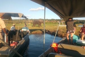 Fra Victoria Falls: Chobe National Park Small Group Tour