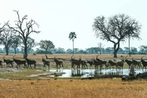 Von Victoria Falls: Chobe National Park Kleingruppenreise