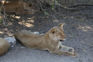 Desde las cataratas Victoria Excursión en grupo reducido al Parque Nacional de Chobe