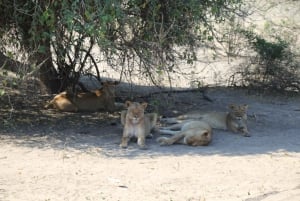 Desde las cataratas Victoria Excursión en grupo reducido al Parque Nacional de Chobe