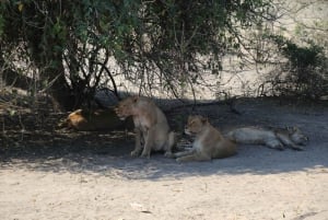 Desde las cataratas Victoria Excursión en grupo reducido al Parque Nacional de Chobe