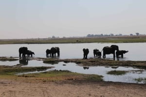 Chobe National Park Small Group Day Safari from Vic Falls