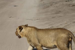 Chobe National Park Small Group Day Safari from Vic Falls