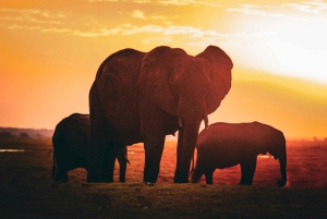 From Victoria Falls: Full Chobe Day trip to Chobe, Botswana