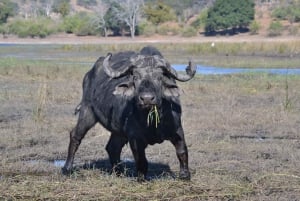 From Victoria Falls: Full Chobe Day trip to Chobe, Botswana