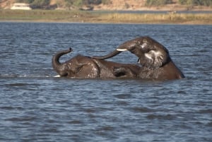 From Victoria Falls: Full Chobe Day trip to Chobe, Botswana