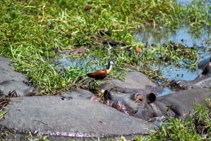 From Victoria Falls: Full Chobe Day trip to Chobe, Botswana