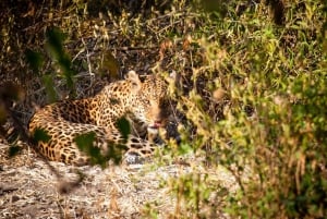 From Victoria Falls: Full Chobe Day trip to Chobe, Botswana