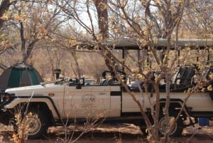 Au départ de Victoria Falls : Safari au Chobe du lever au coucher du soleil