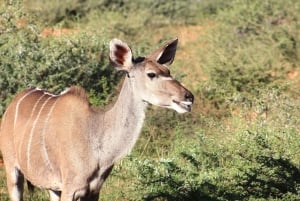 From Windhoek: 12-Day Namibia Camping Trip