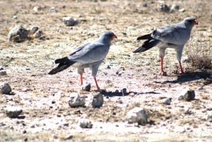 From Windhoek: 12-Day Namibia Camping Trip