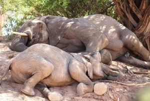 Desde Windhoek: viaje guiado de 20 días por África