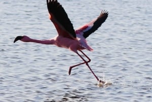 Desde Windhoek: viaje guiado de 20 días por África