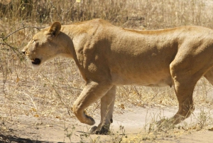 Full day Chobe National Park Safari Experience