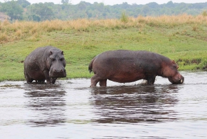 Full day Chobe National Park Safari Experience