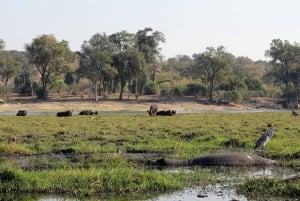 Experiência de safári no Parque Nacional Chobe de dia inteiro