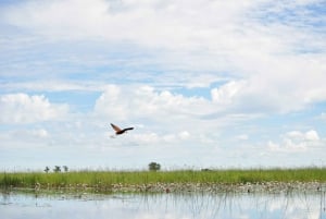 Excursão de 1 dia ao Okavango Mokoro