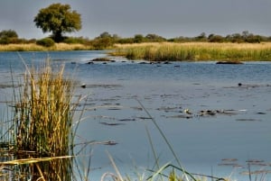 Excursão de 1 dia ao Okavango Mokoro