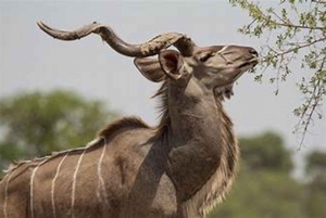 2-dagers byomvisning, safaritur og båtcruise