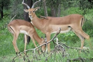 Gaborone Game Reserve & Gaborone City Tour