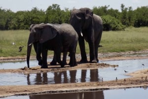 gifts of the Okavango, visit Okavango delta and Moremi