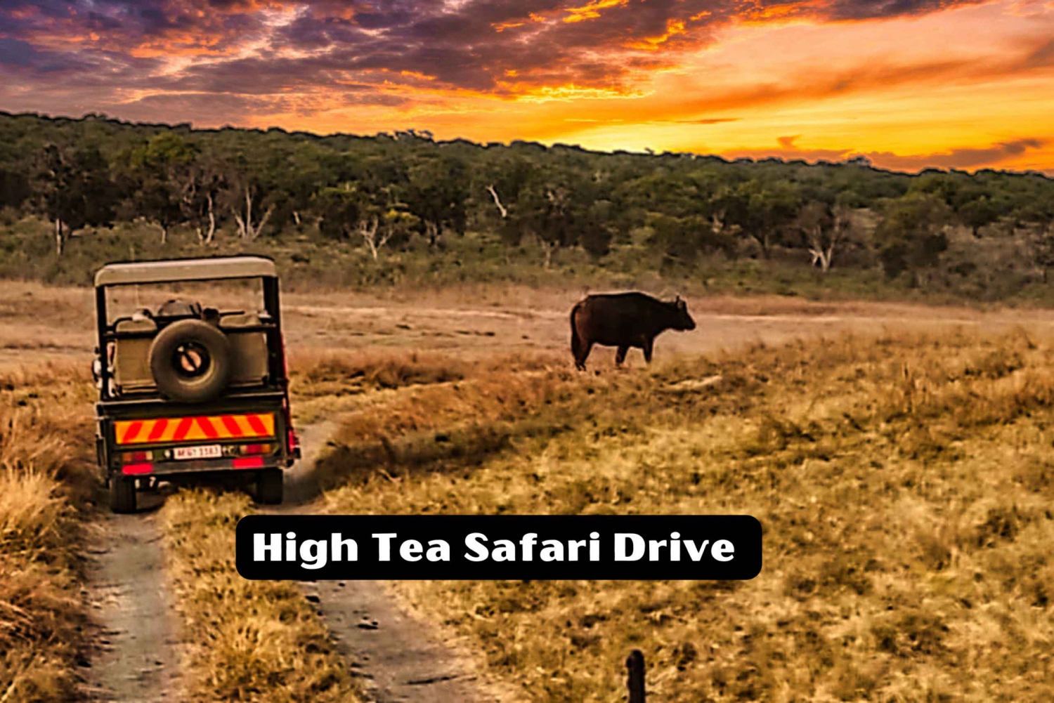 High Tea Safari rit in nationaal park